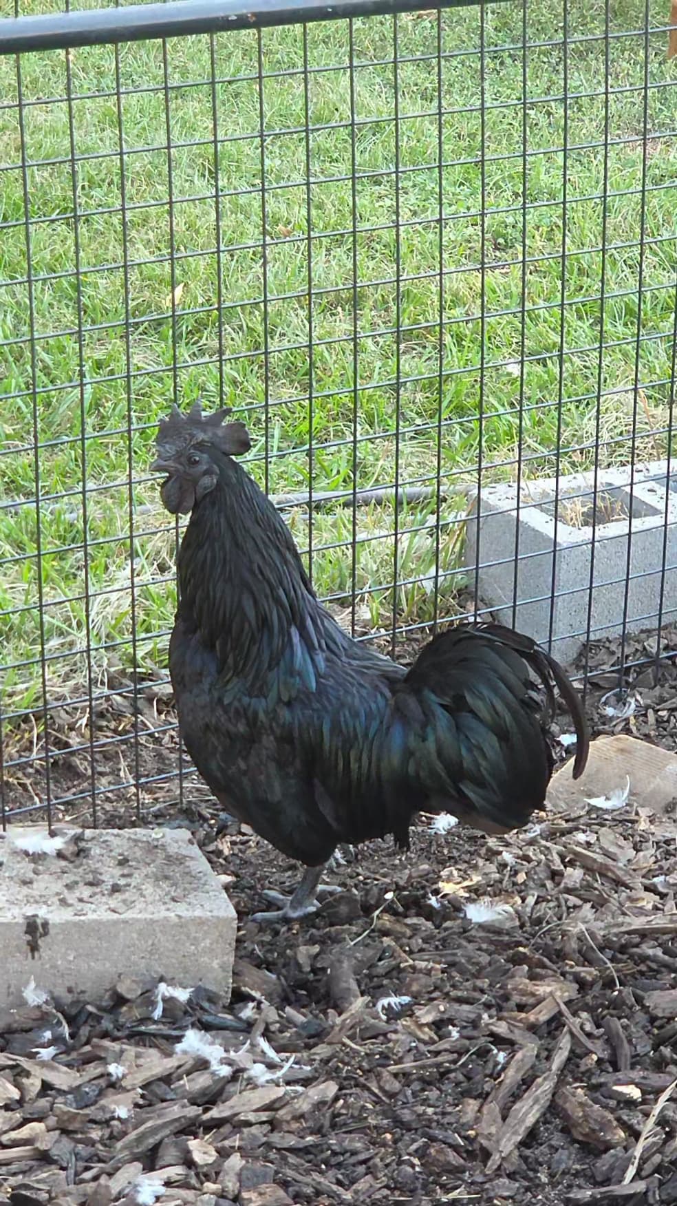 Our rooster